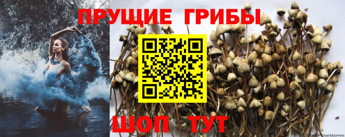 Псилоцибиновые грибы Cubensis  Вход с VPN  Татарск 